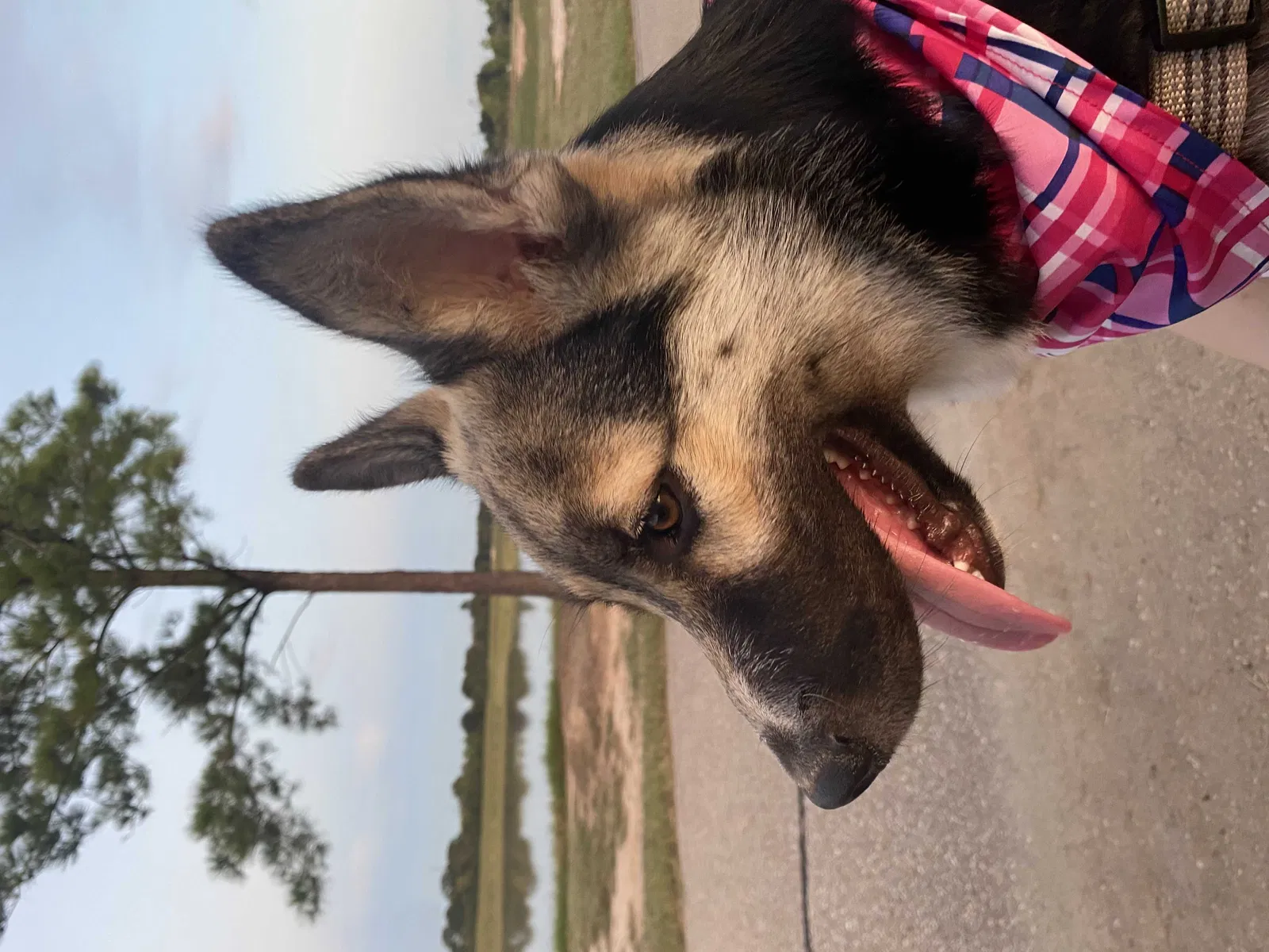 Lost dog in Cypress, TX, 77433
