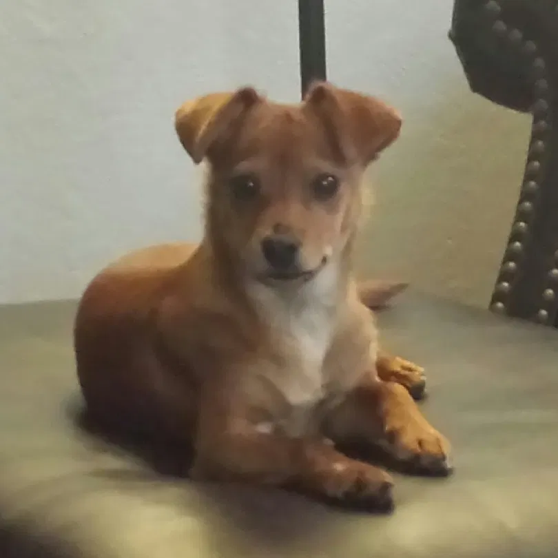 Lost dog in Rancho Cucamonga, CA, 91701