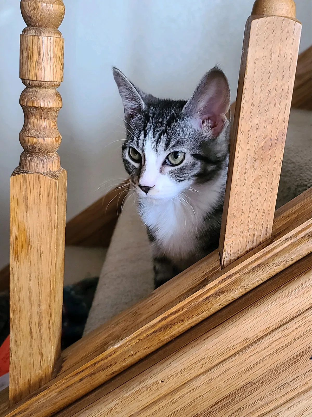 Lost cat in Milwaukee, WI, 53227