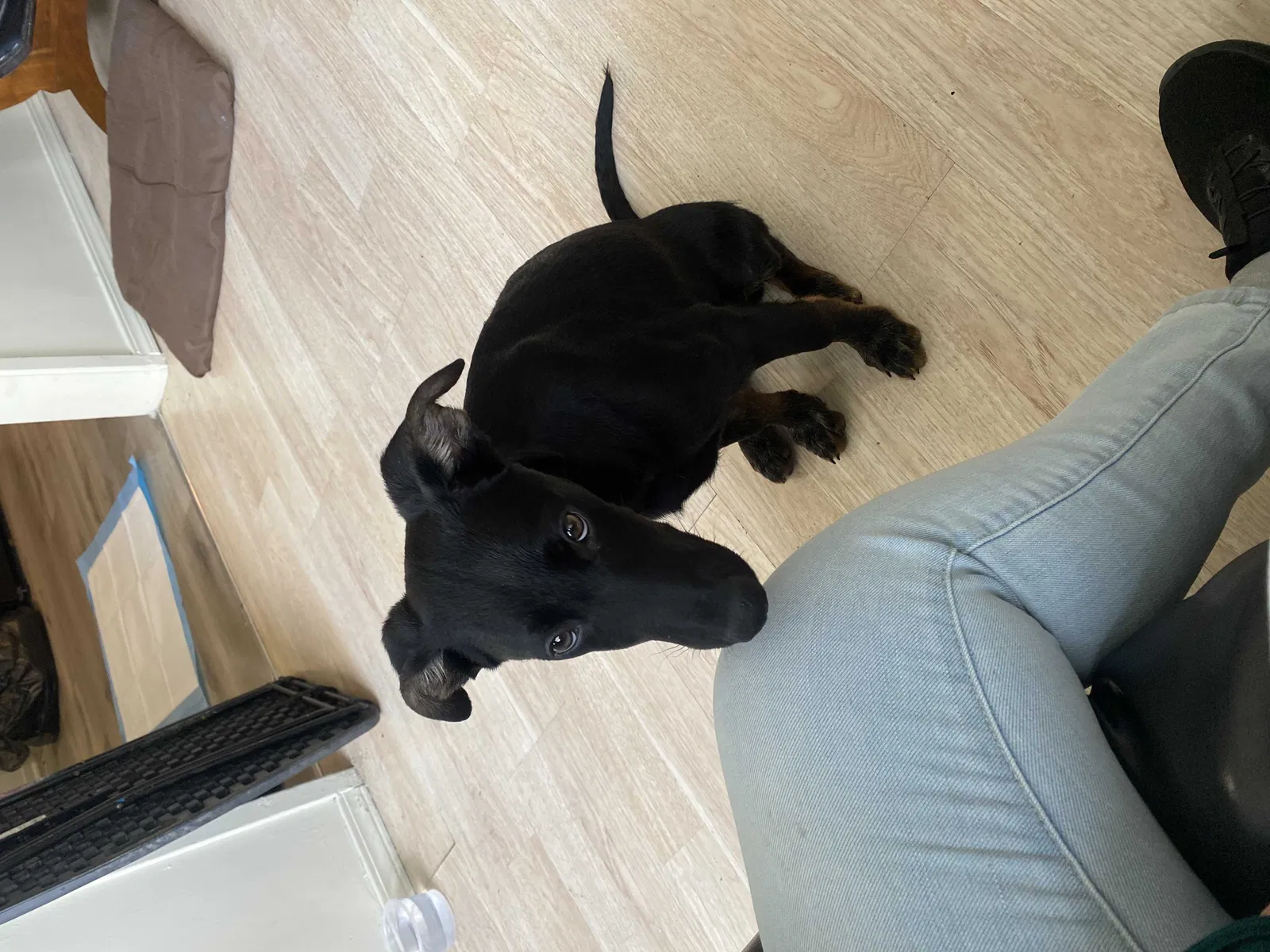 Lost dog in Huntington Park, CA, 90255