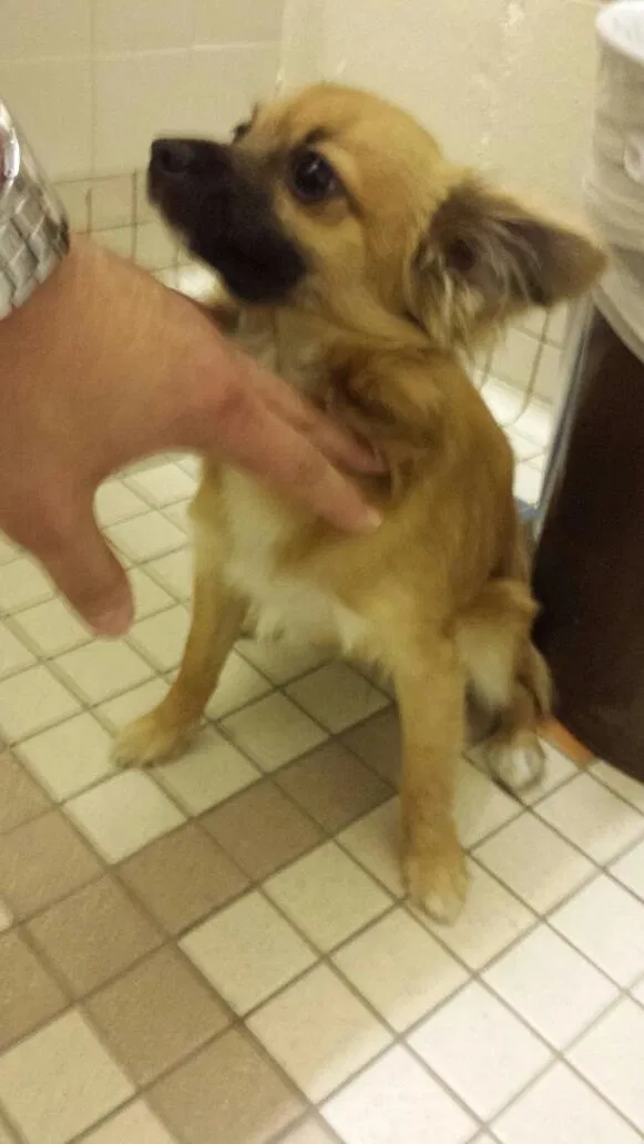 Lost dog in Wichita, KS, 67213