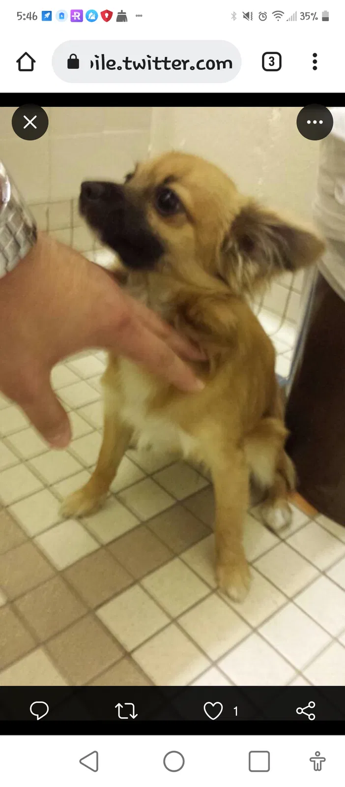 Lost dog in Wichita, KS, 67213