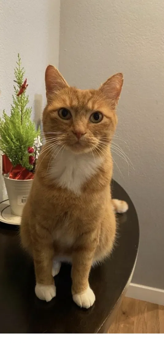 Missing Cat