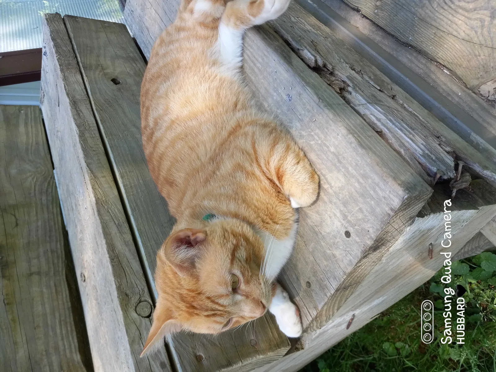 Lost cat in Cosby, TN, 37722