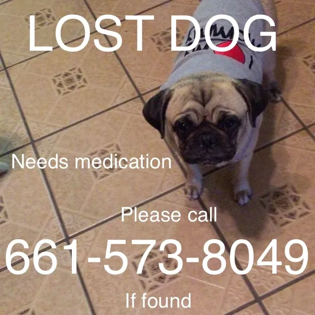 Lost dog in Bakersfield, CA, 93307