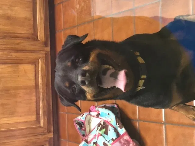 Lost dog in Rio Rancho, NM, 87124