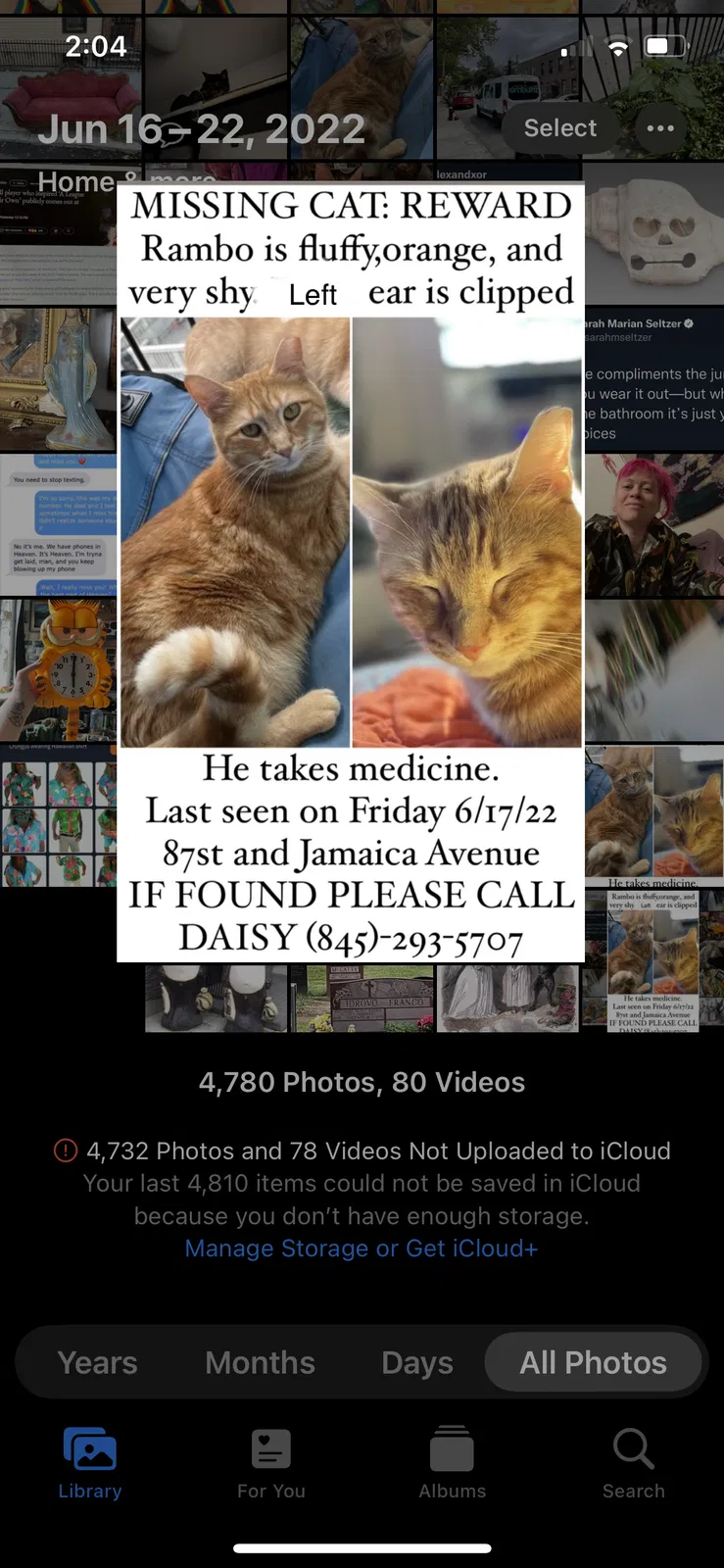 Lost cat in Woodhaven, NY, 11421