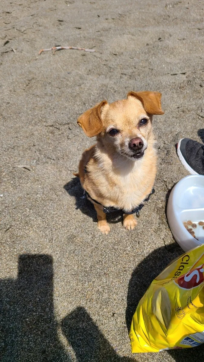 Lost dog in Sacramento, CA, 95821