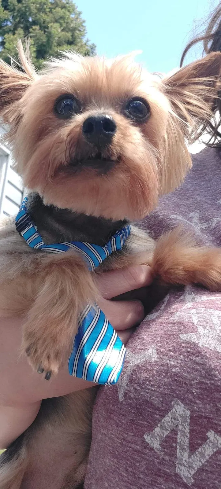 Lost dog in Columbus, OH, 43224