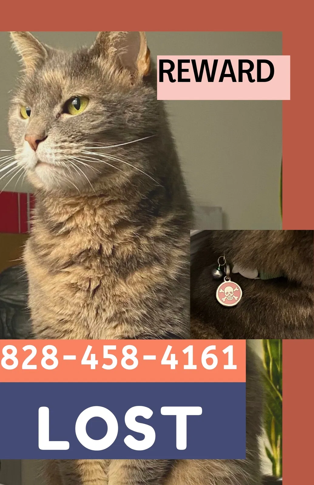 Lost cat in Raleigh, NC, 27607