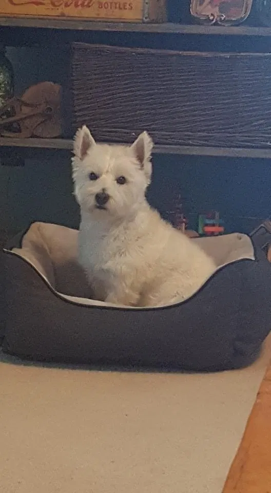 Lost dog in Shelbyville, IN, 46176