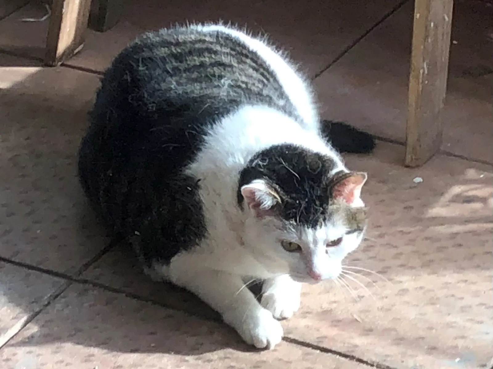 Lost cat in Somerset, NJ, 8873