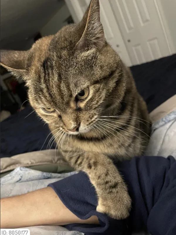Lost cat in Charleston, SC, 29407