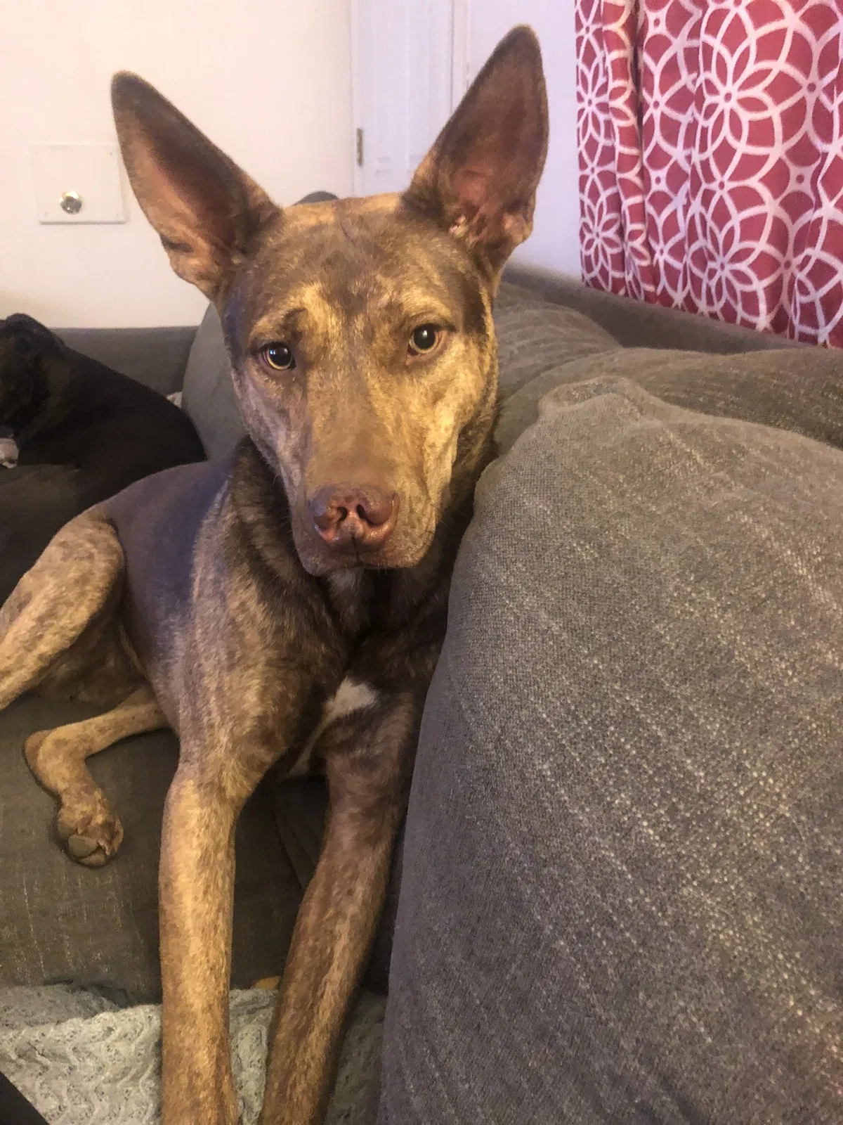 Lost dog in Ontario, CA, 91762