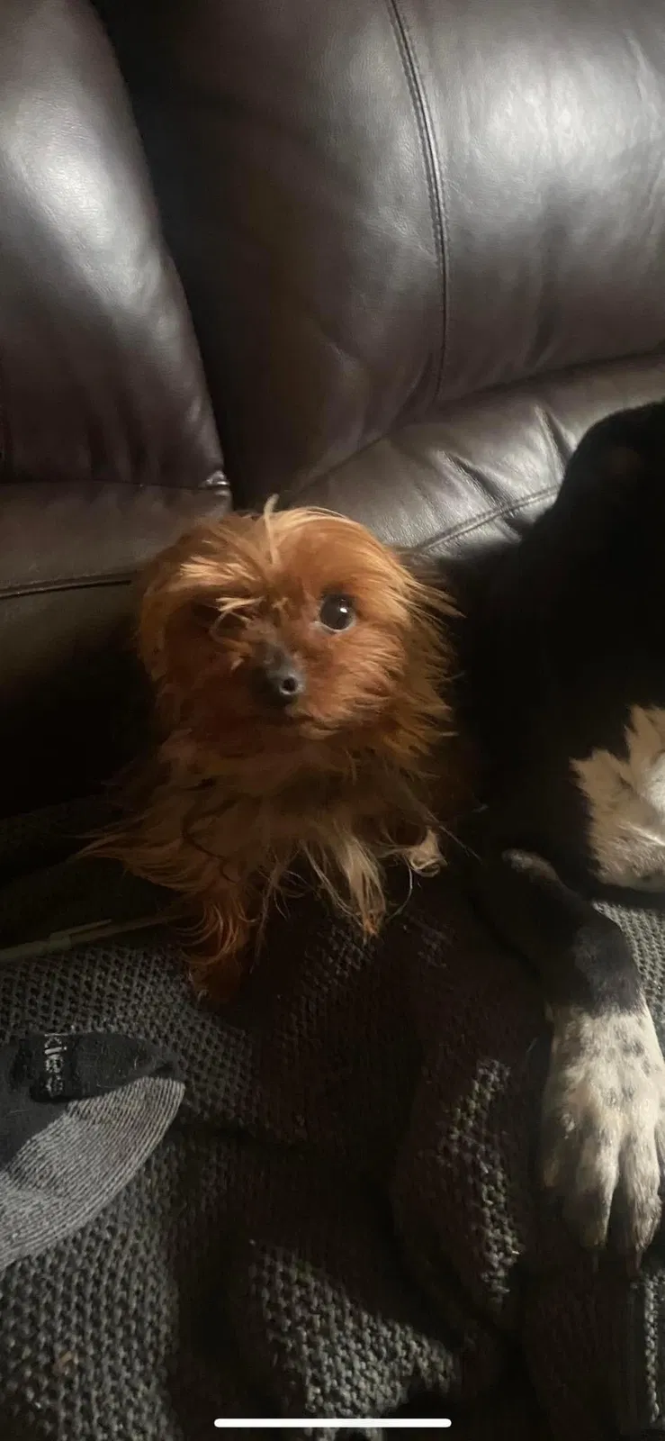 Lost dog in Nashville, TN, 37207