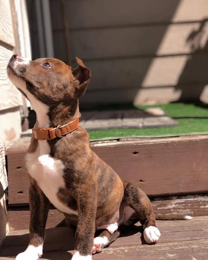 Lost dog in Durham, NC, 27705