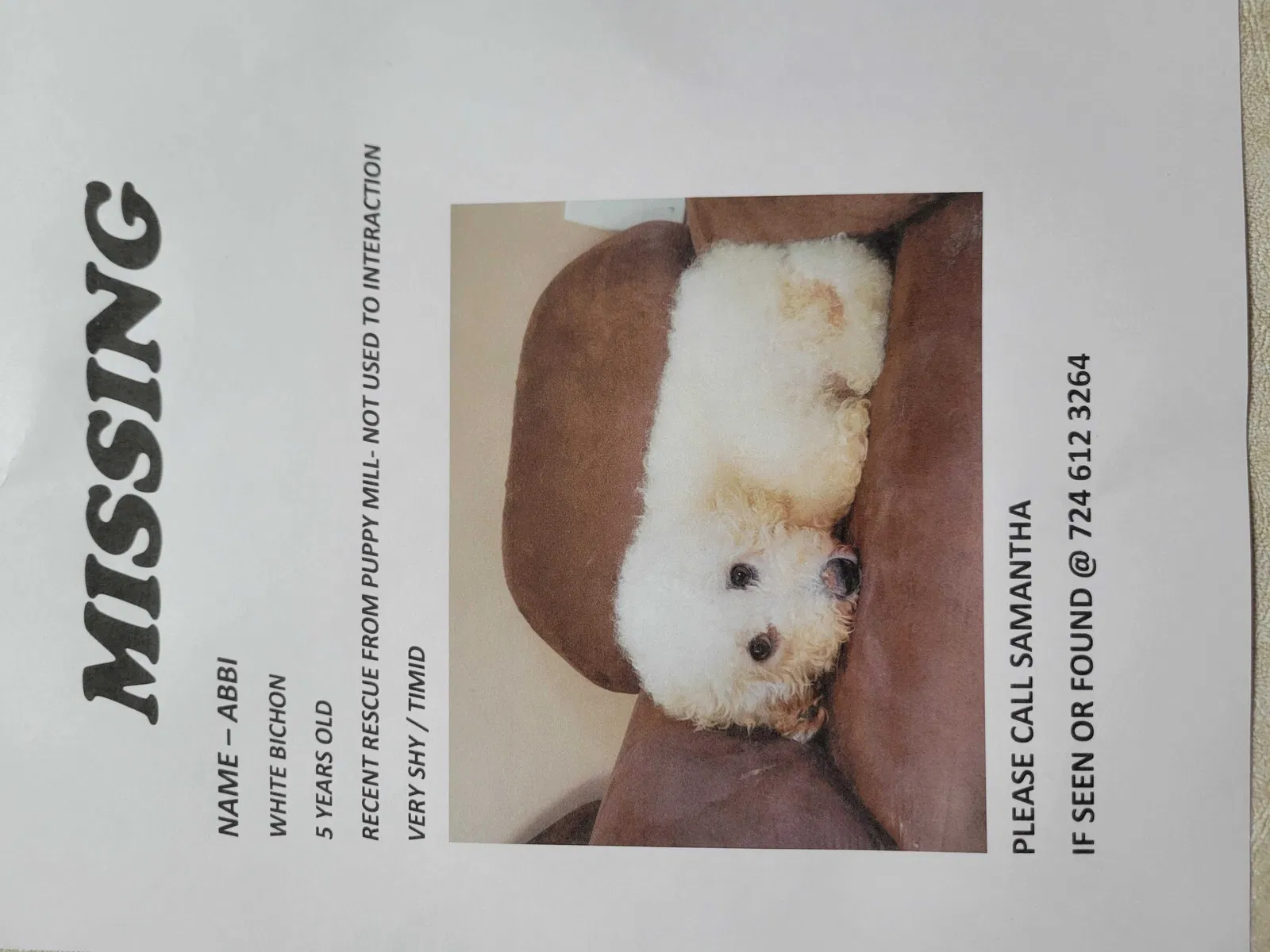 Lost dog in Beaver Falls, PA, 15010