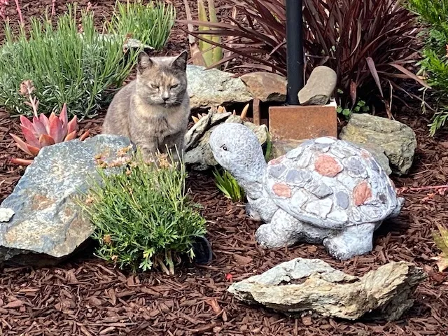 Lost cat in San Martin, CA, 95046