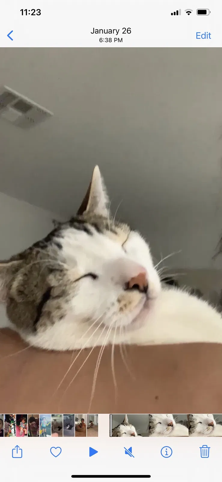 Lost cat in Lancaster, CA, 93536