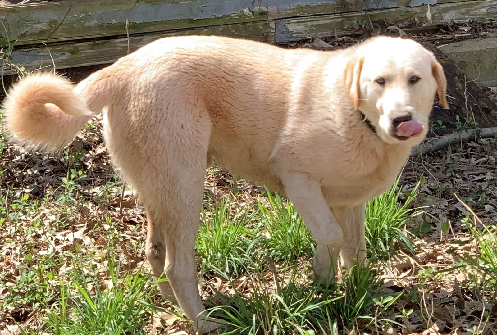 Lost dog in Bowling Green, KY, 42103