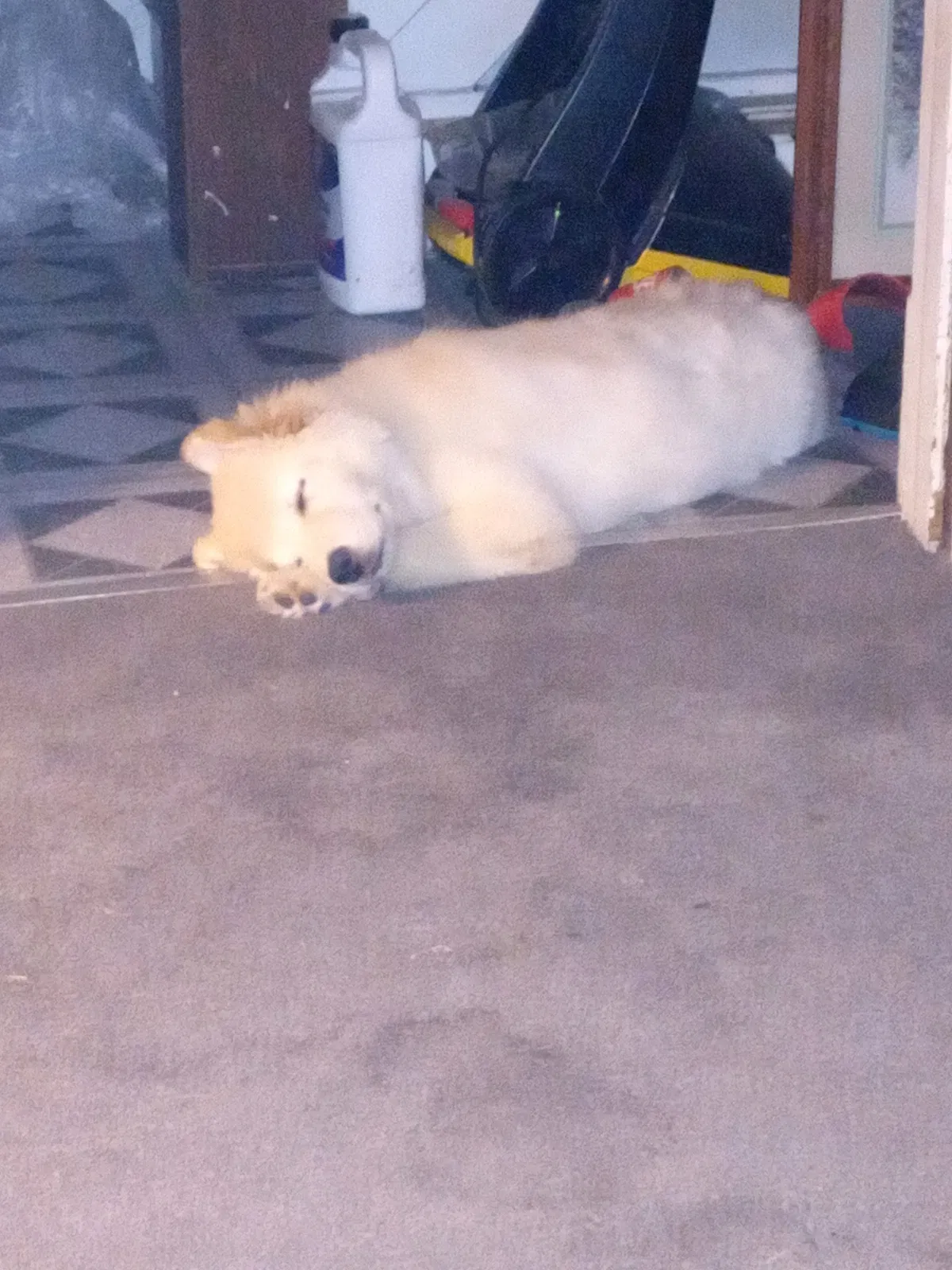 Lost dog in Butler, PA, 16001
