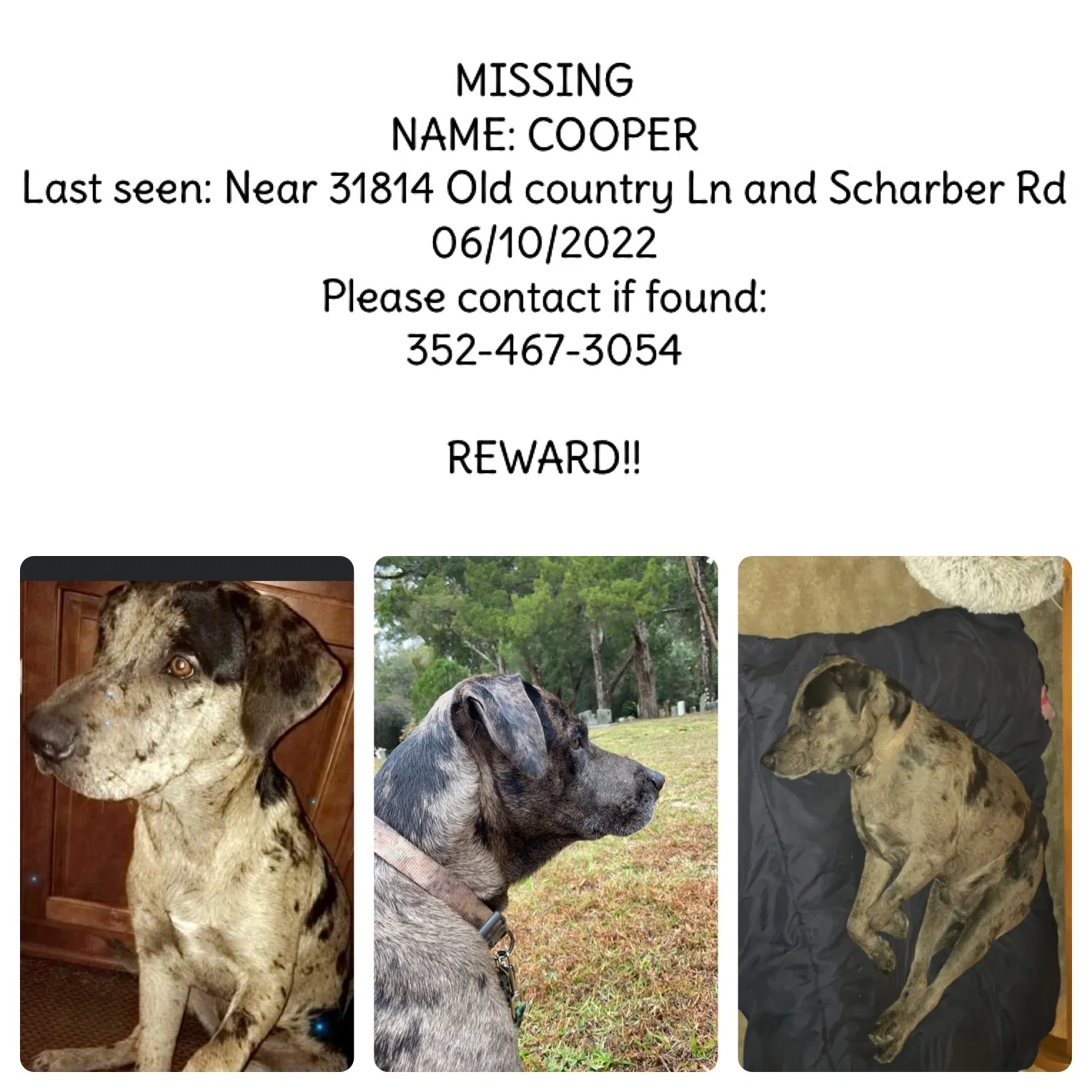 Lost dog in Dade City, FL, 33525