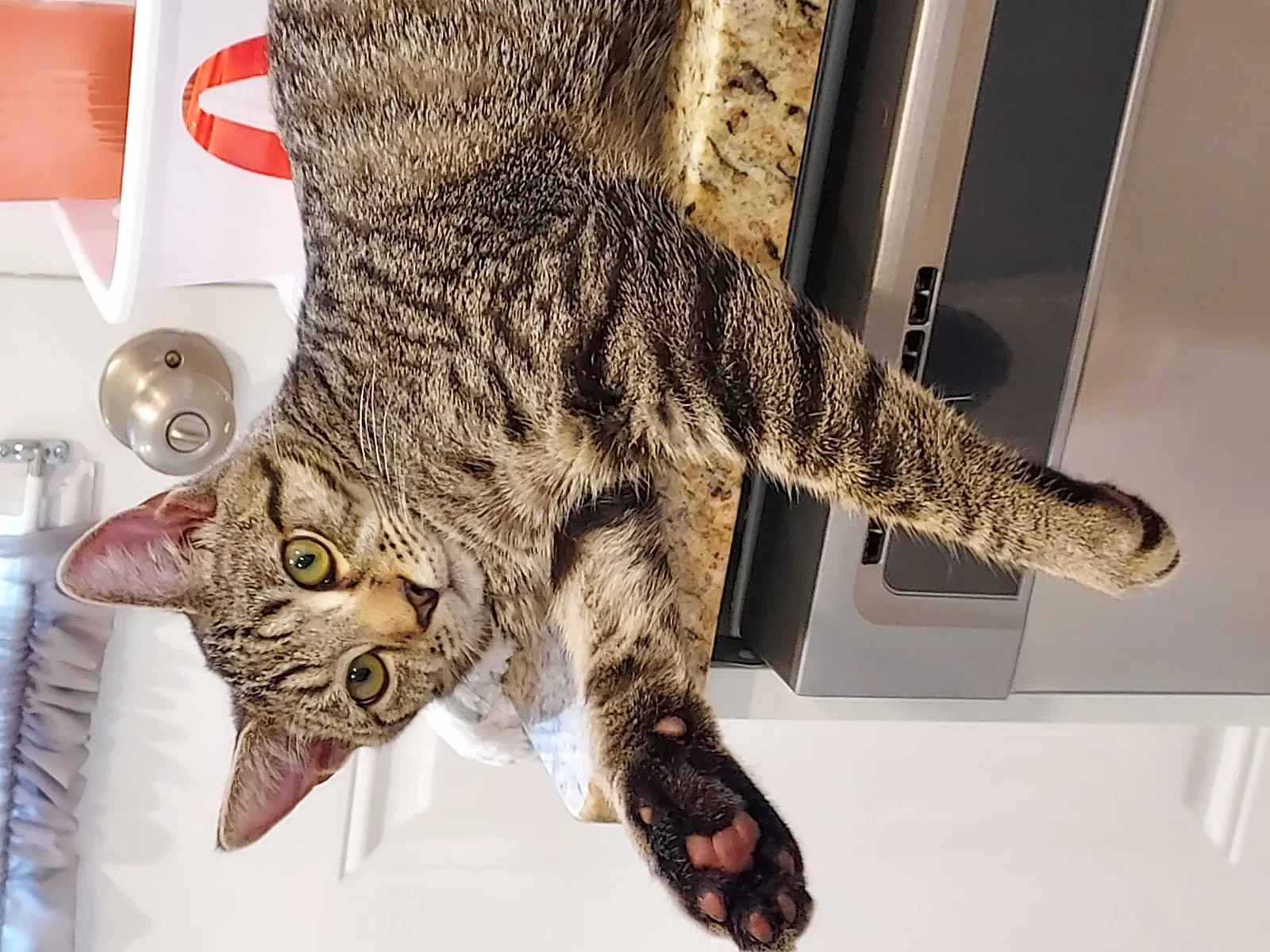 Lost cat in Hatboro, PA, 19040