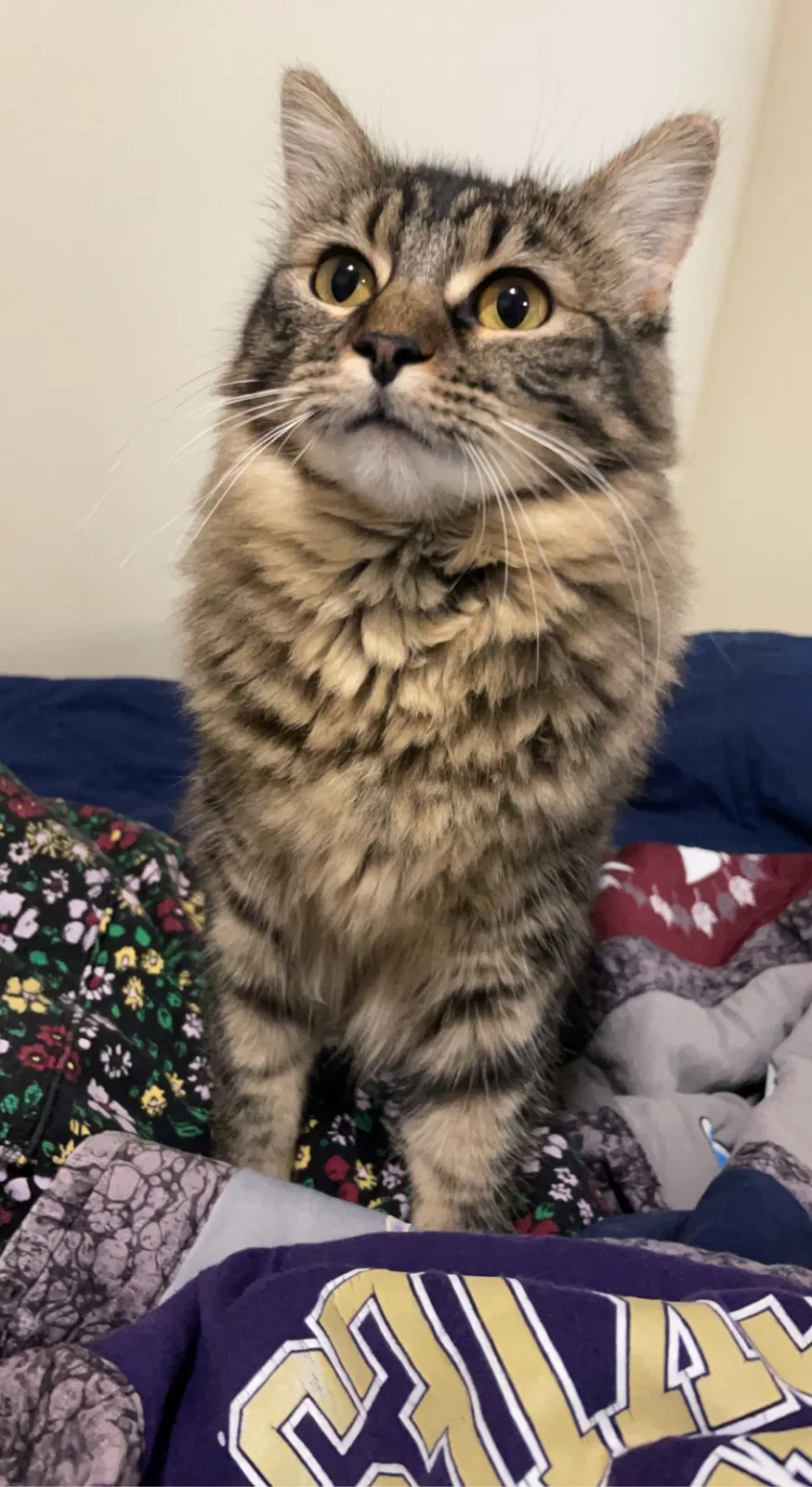 Lost cat in Oak Harbor, WA, 98277