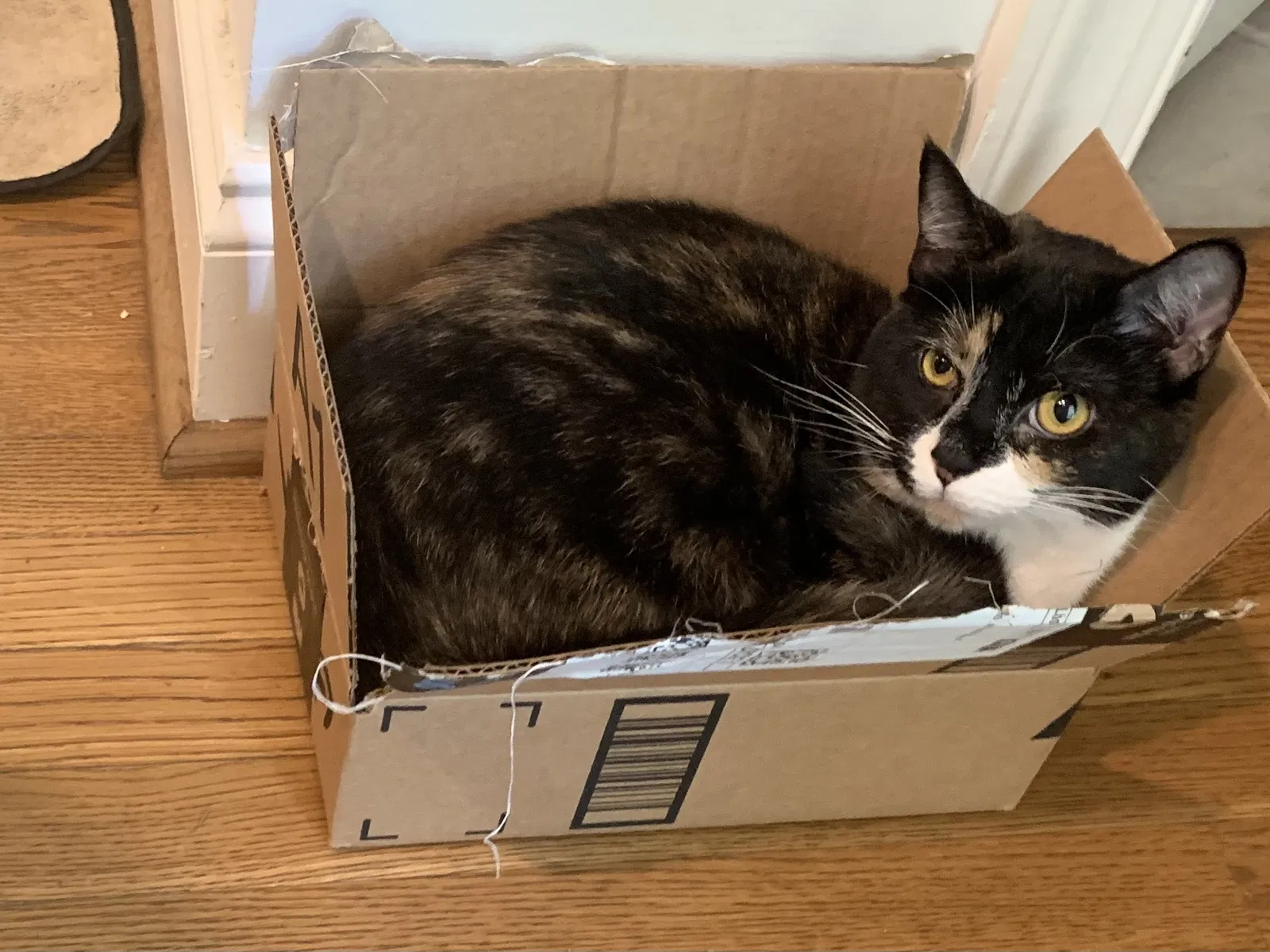 Lost cat in Greensboro, NC, 27410