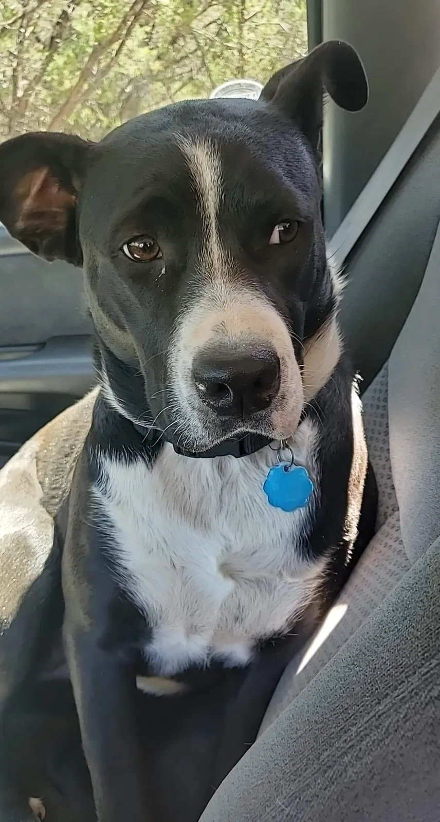 Lost dog in Weatherford, TX, 76087