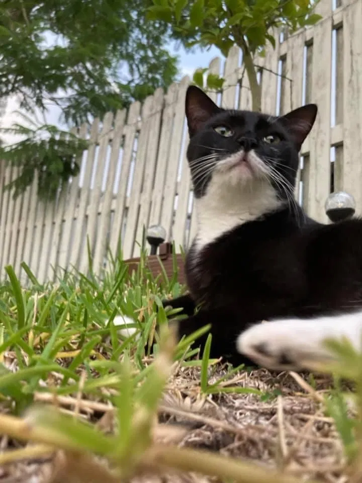 Lost cat in Orlando, FL, 32837