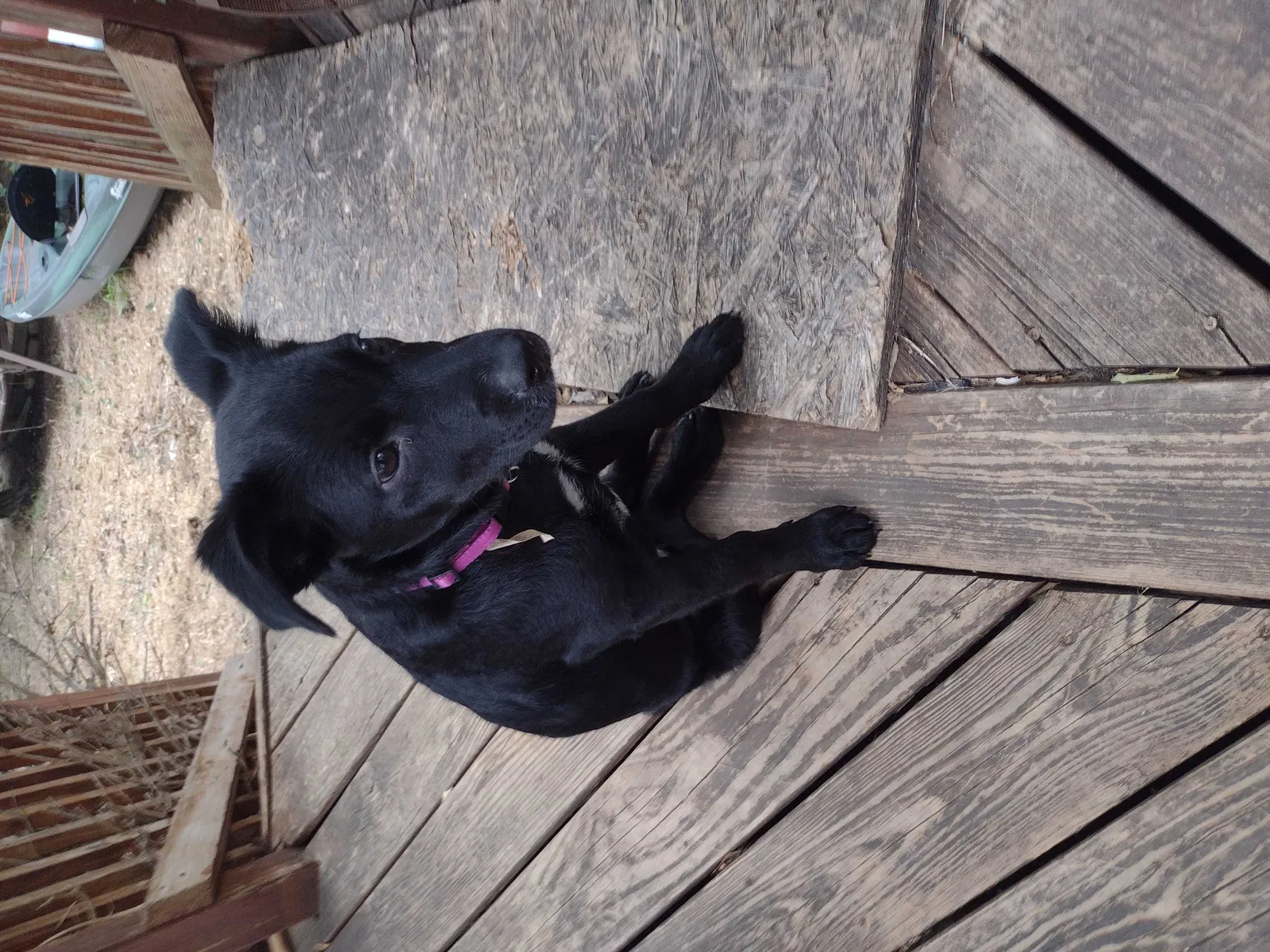 Lost dog in Morristown, TN, 37813