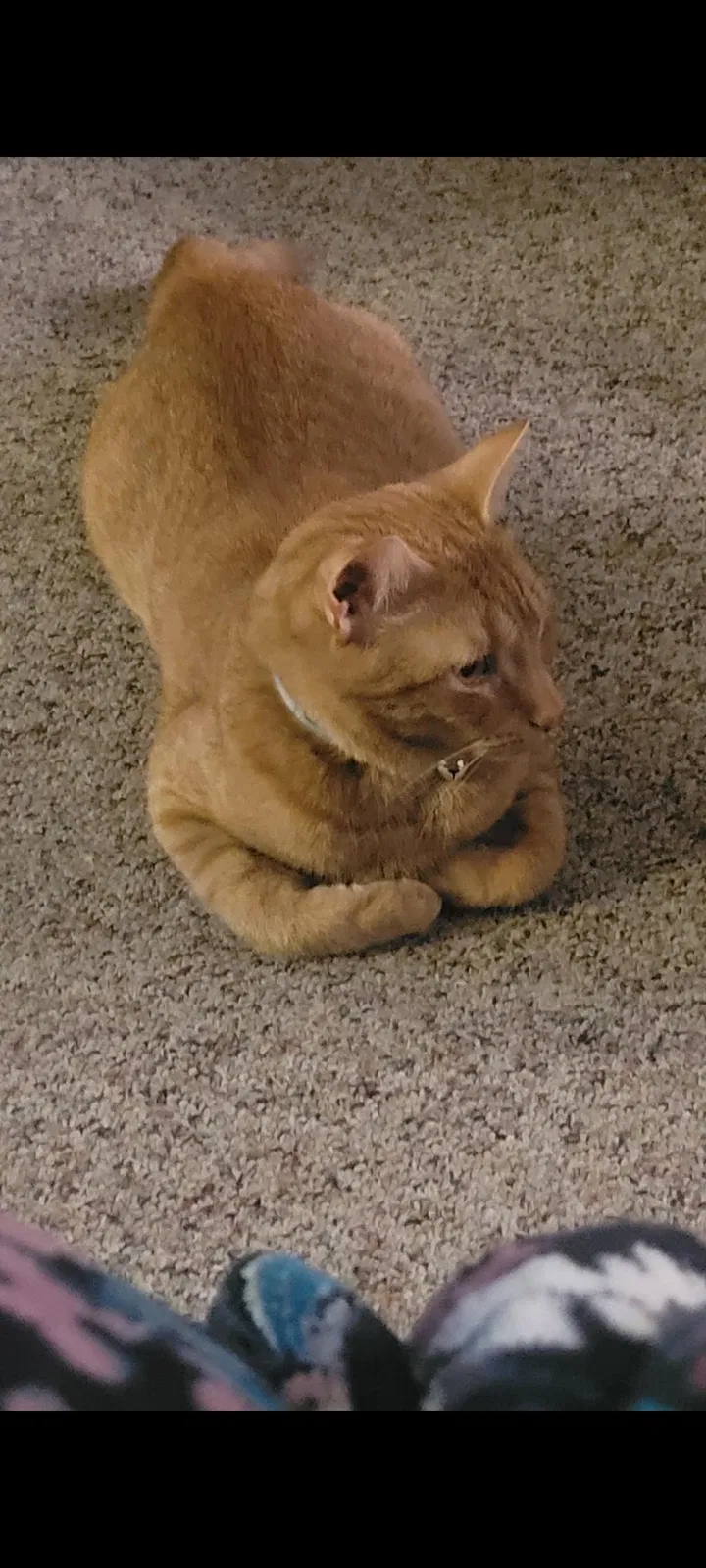 Lost cat in Dallastown, PA, 17313