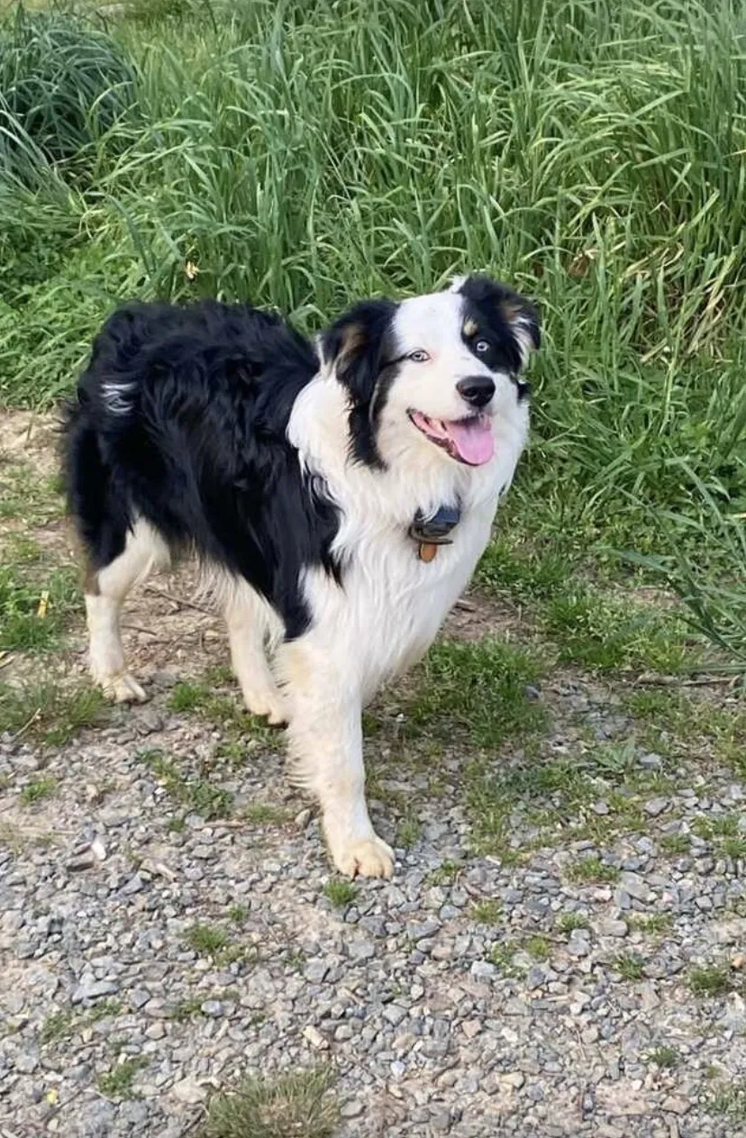 Lost dog in Talking Rock, GA, 30175