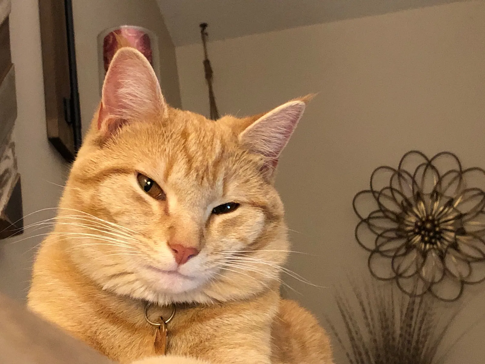 Lost cat in Brownsburg, IN, 46112