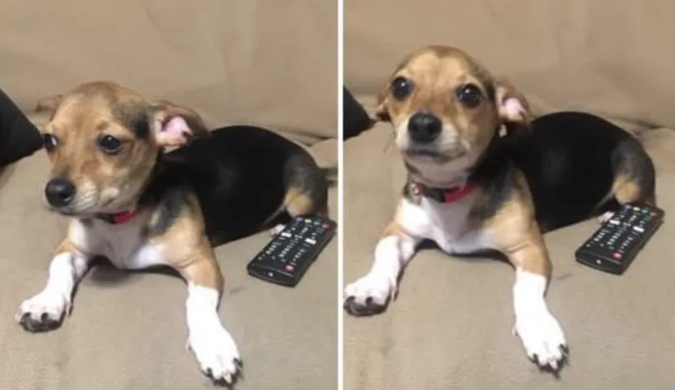 Lost dog in Wichita, KS, 67212