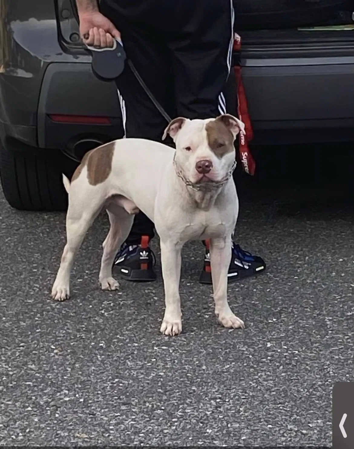 Lost dog in Waldorf, MD, 20601
