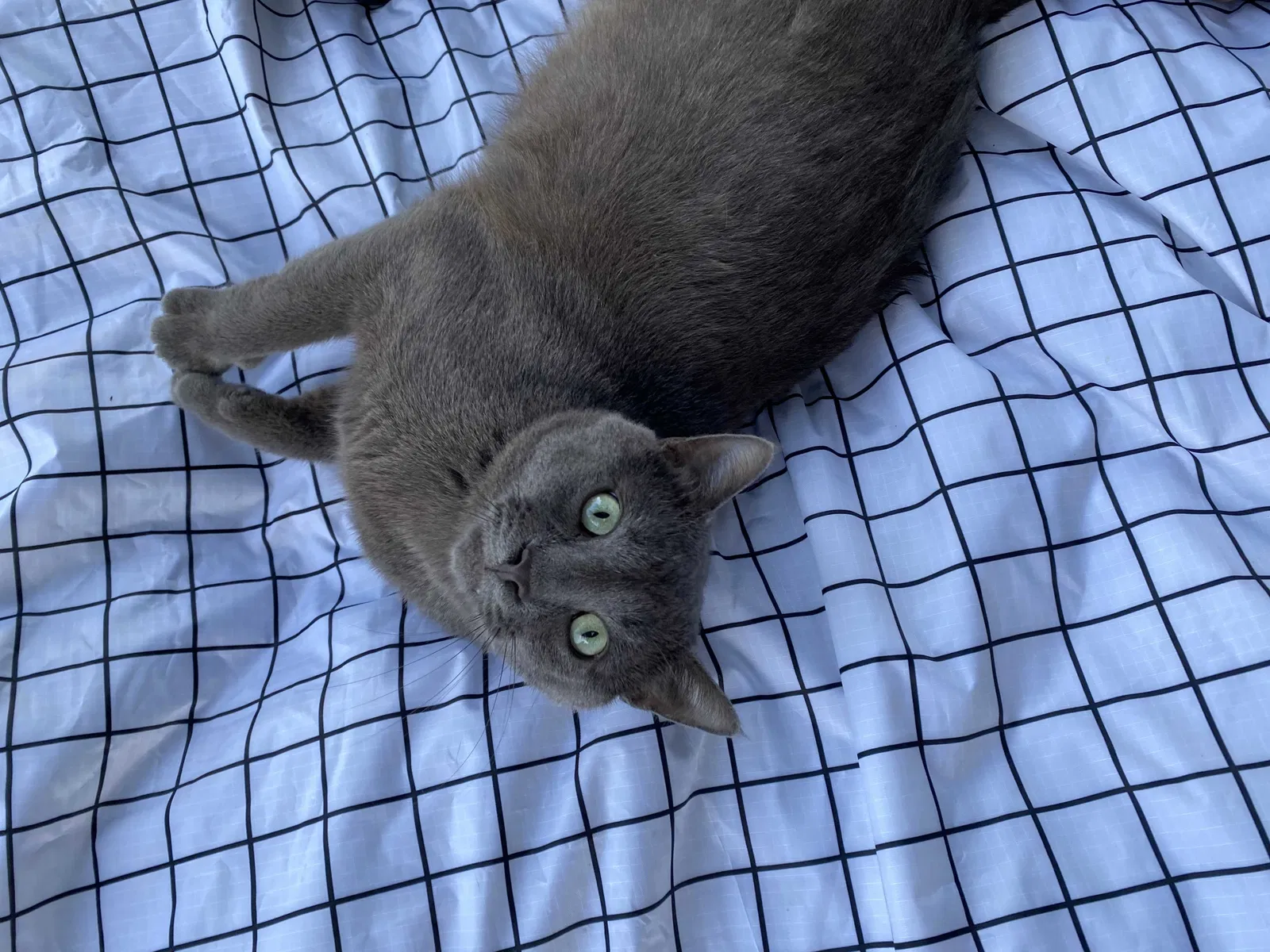 Lost cat in Clermont, FL, 34711