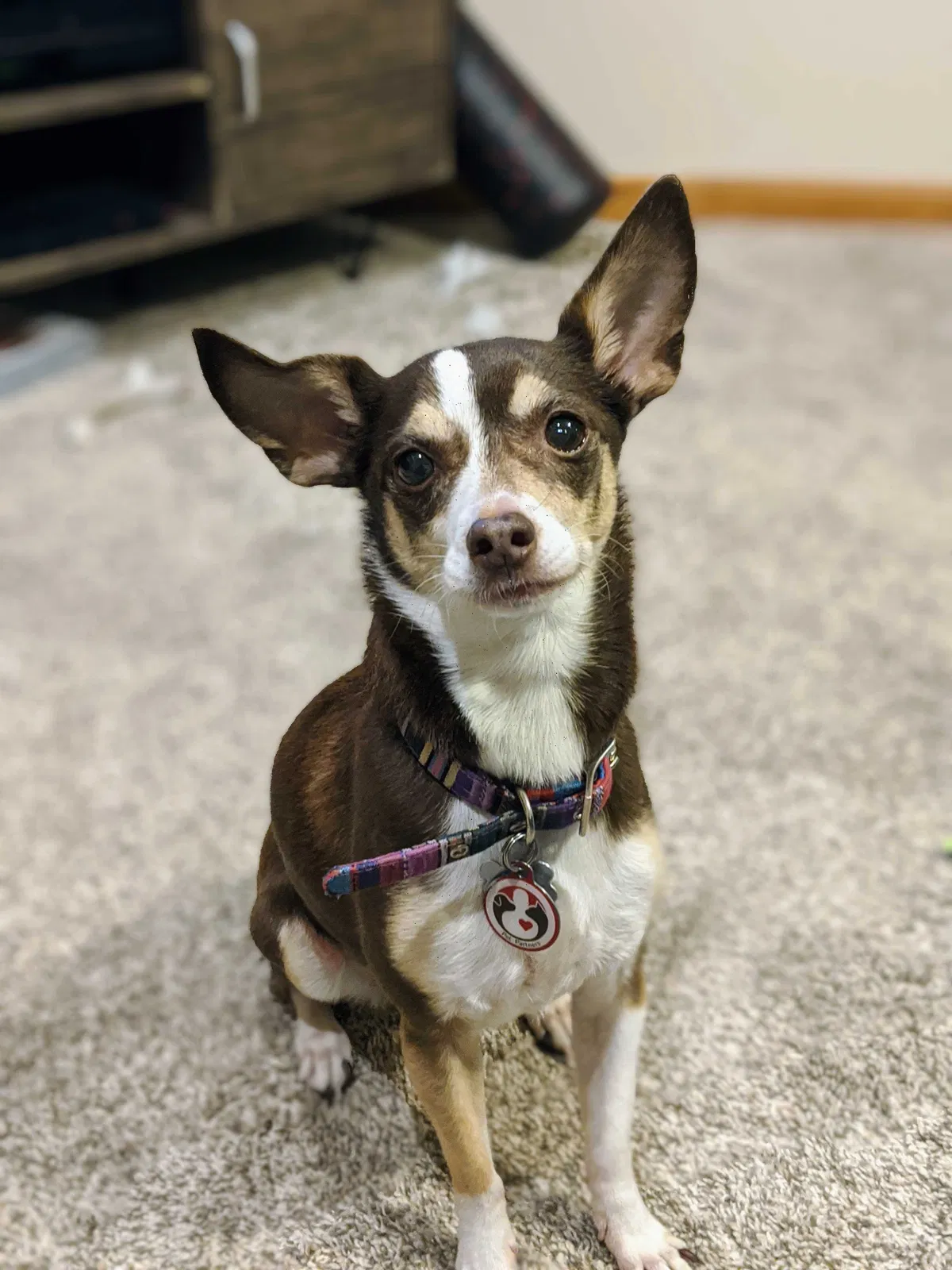 Lost dog in Corpus Christi, TX, 78404