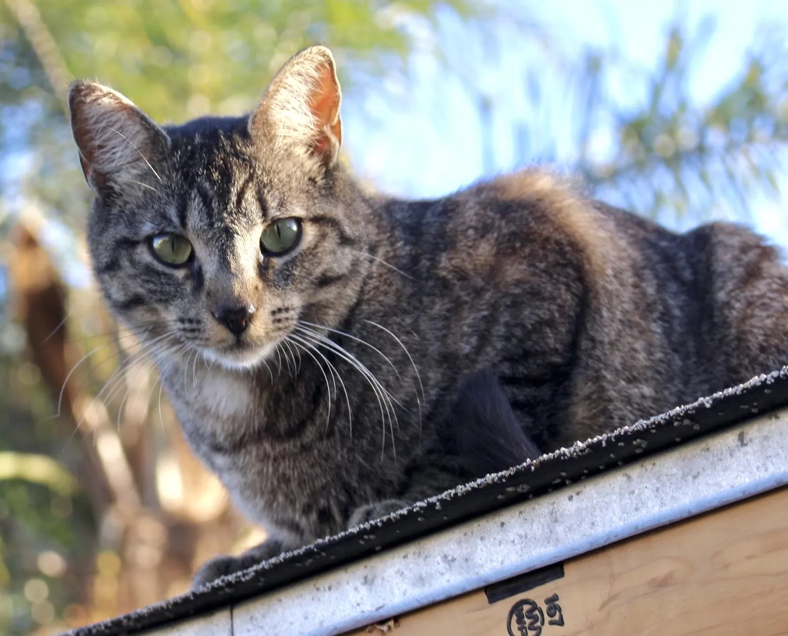 Lost cat in San Diego, CA, 92115