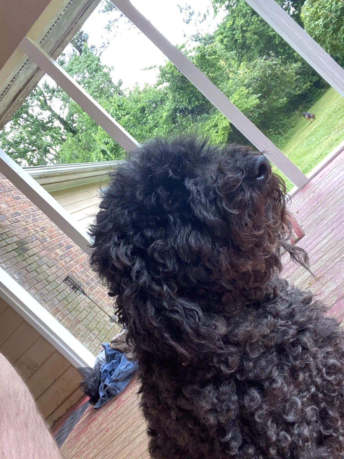 Lost dog in Rock Hill, SC, 29732