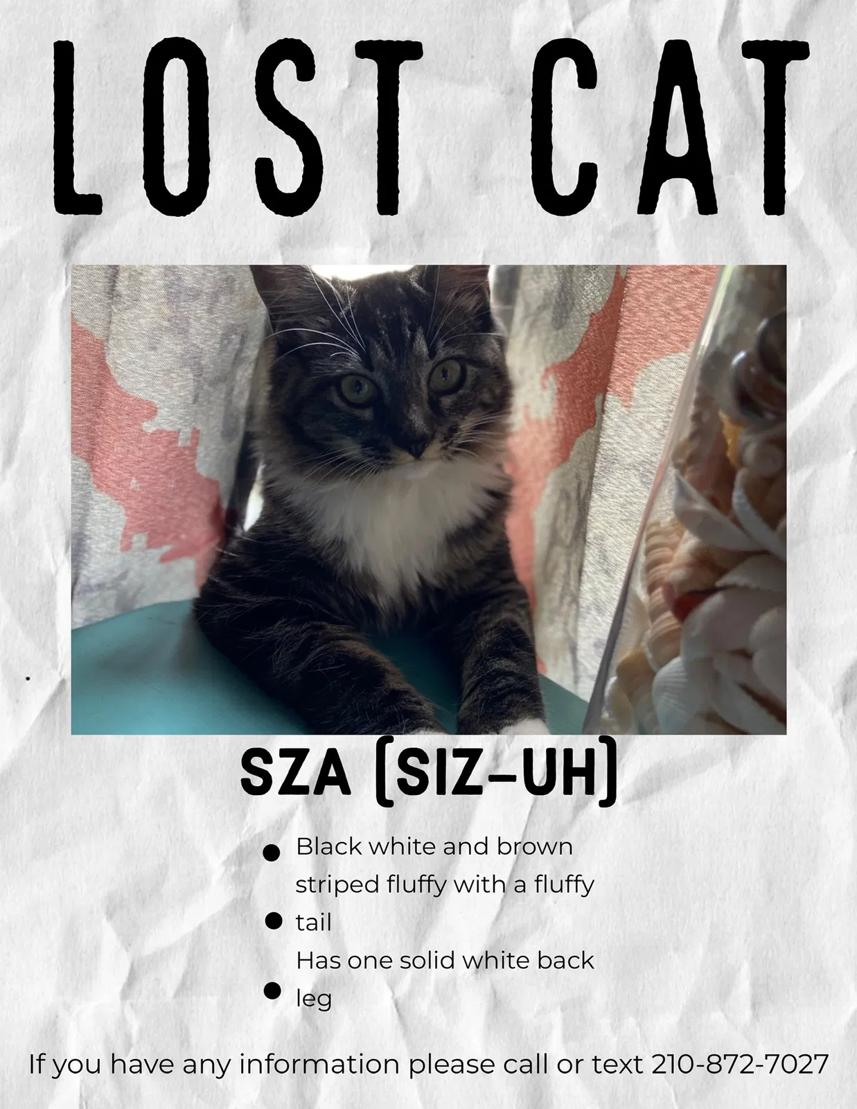 Lost cat in San Antonio, TX, 78245