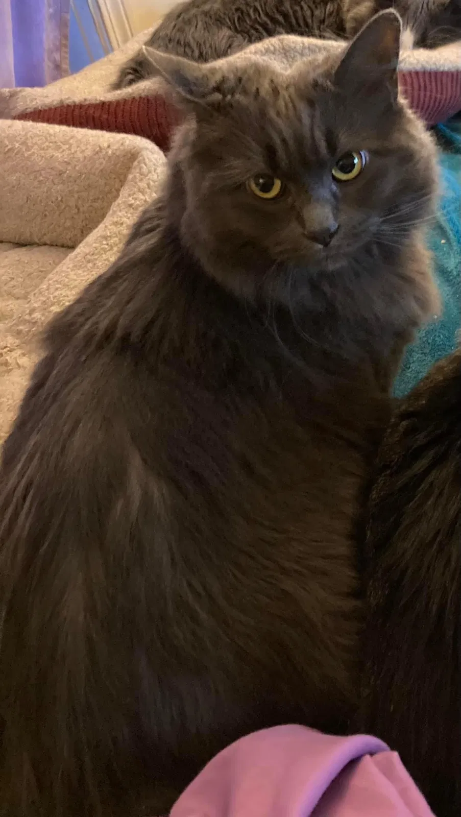 Lost cat in Pawtucket, RI, 2861