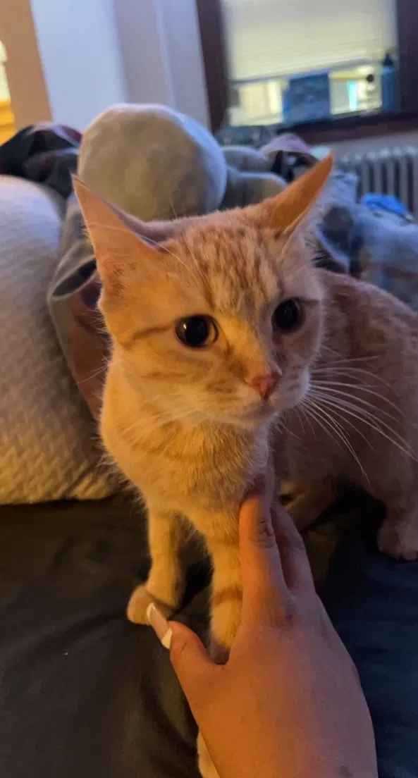 Lost cat in Milwaukee, WI, 53202