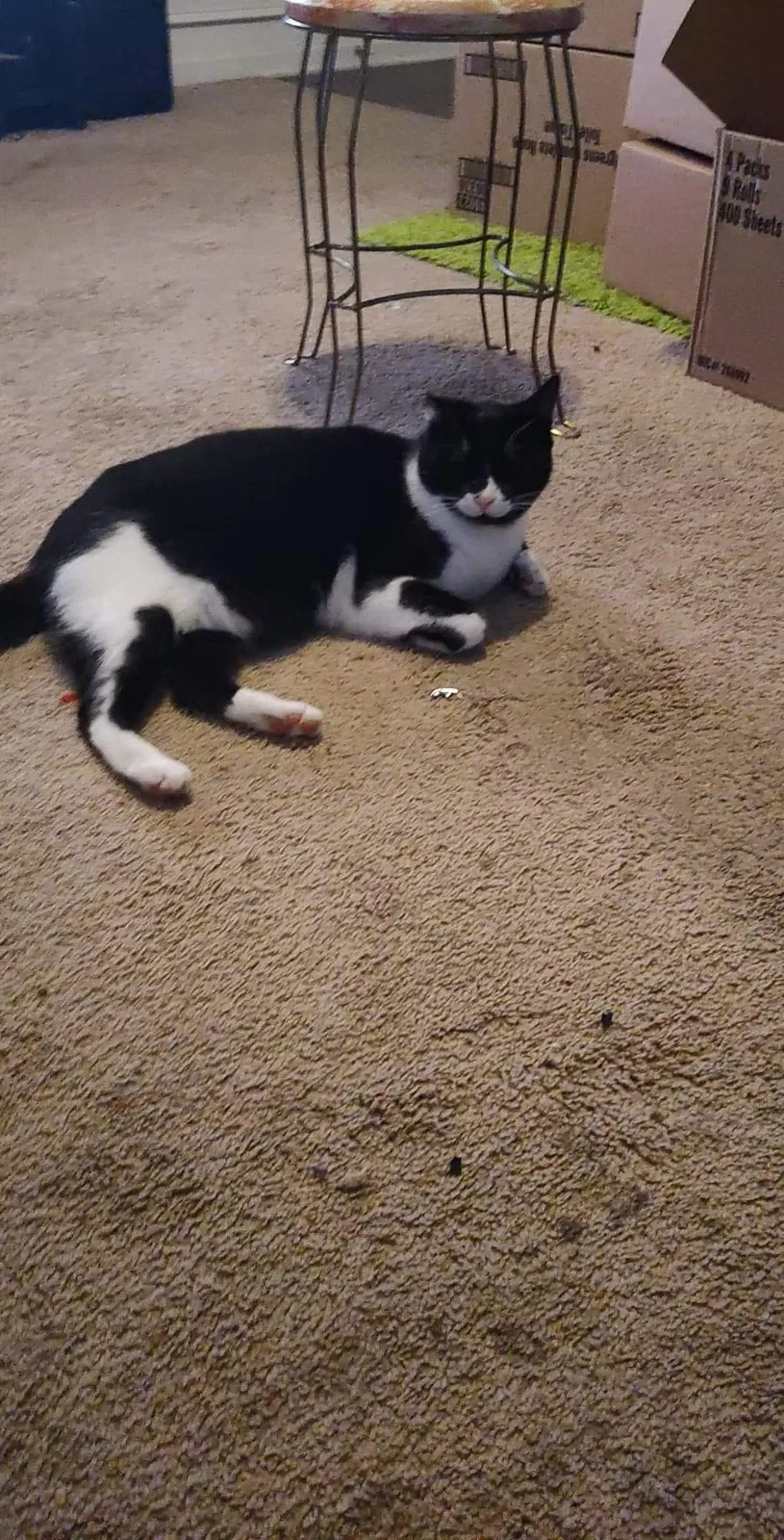 Lost cat in Mooresville, NC, 28115