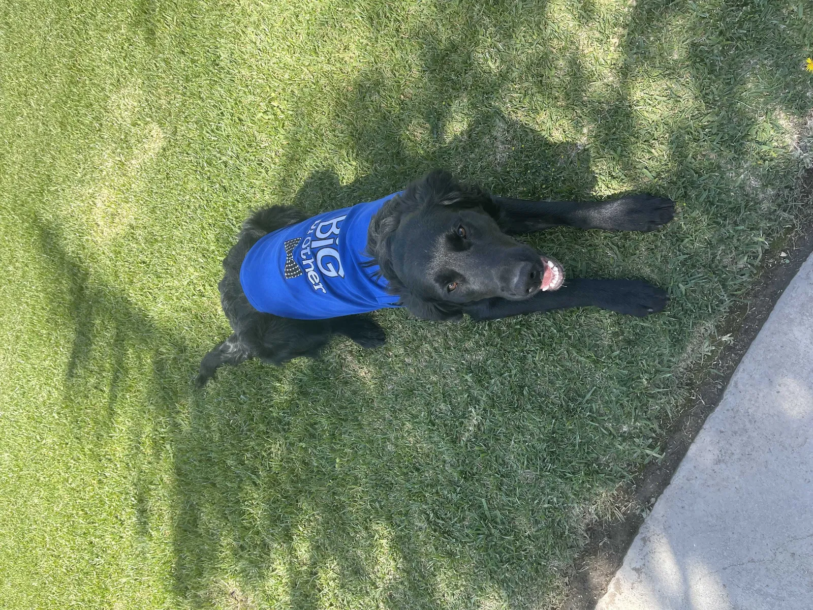 Lost dog in Rialto, CA, 92376