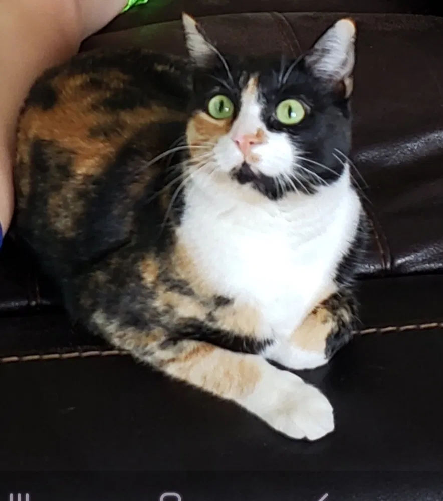Lost cat in Longmont, CO, 80504