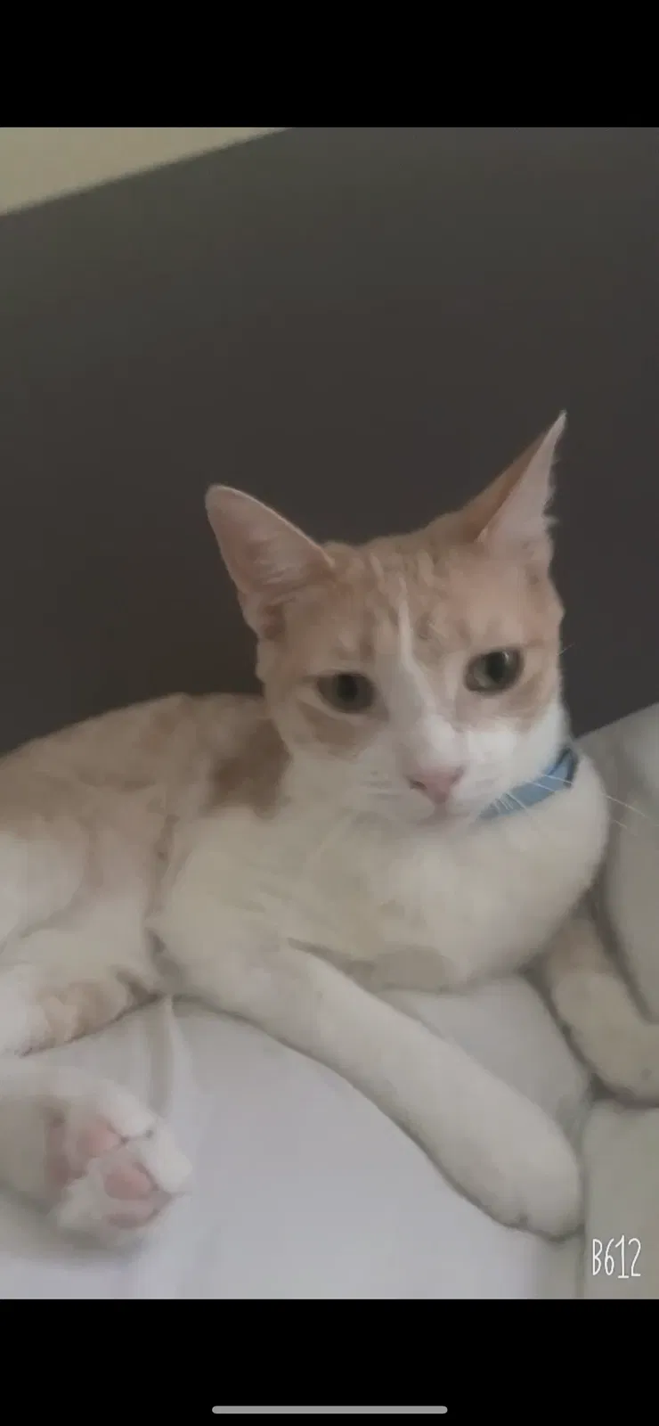 Lost cat in Kyle, TX, 78640