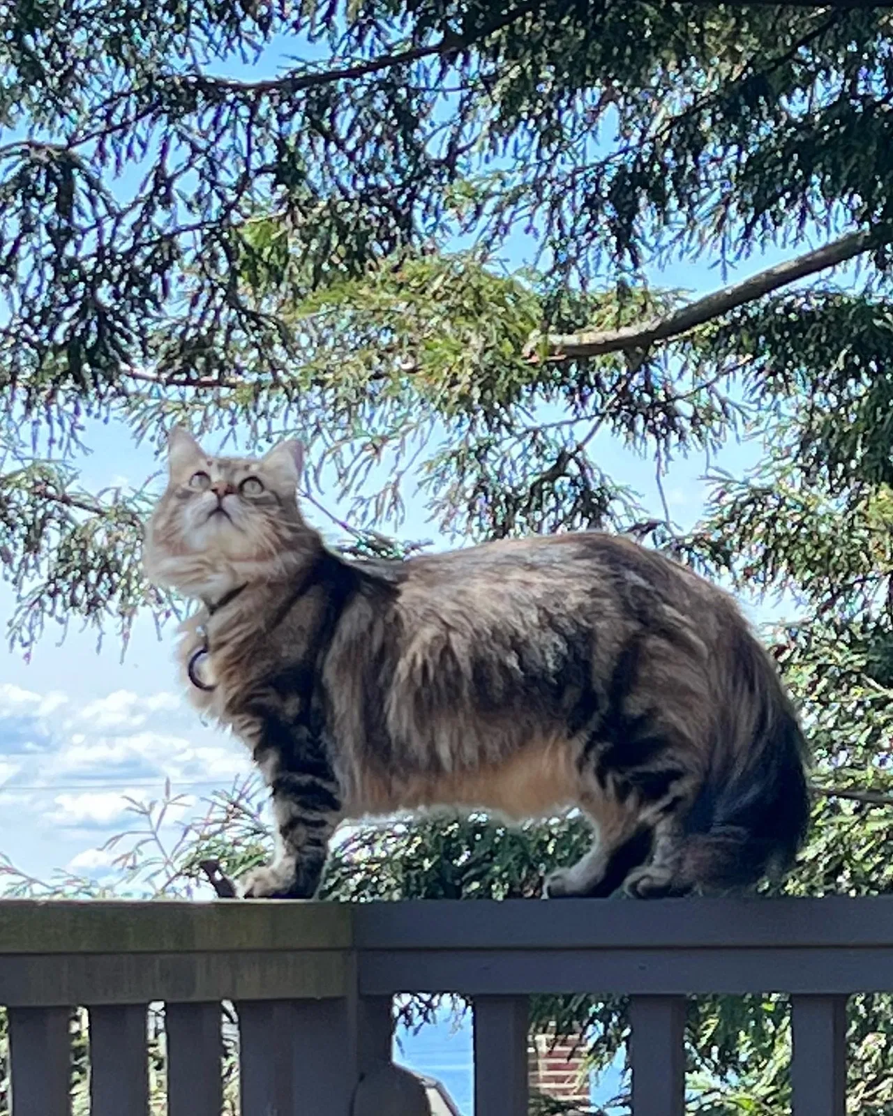 Lost cat in Seattle, WA, 98117