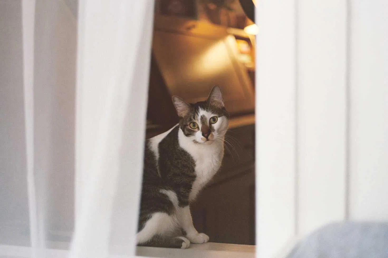 Lost cat in Boise, ID, 83709